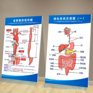 人体解剖图挂画消化系统示意图食管解剖结构图医院诊所宣传海报画