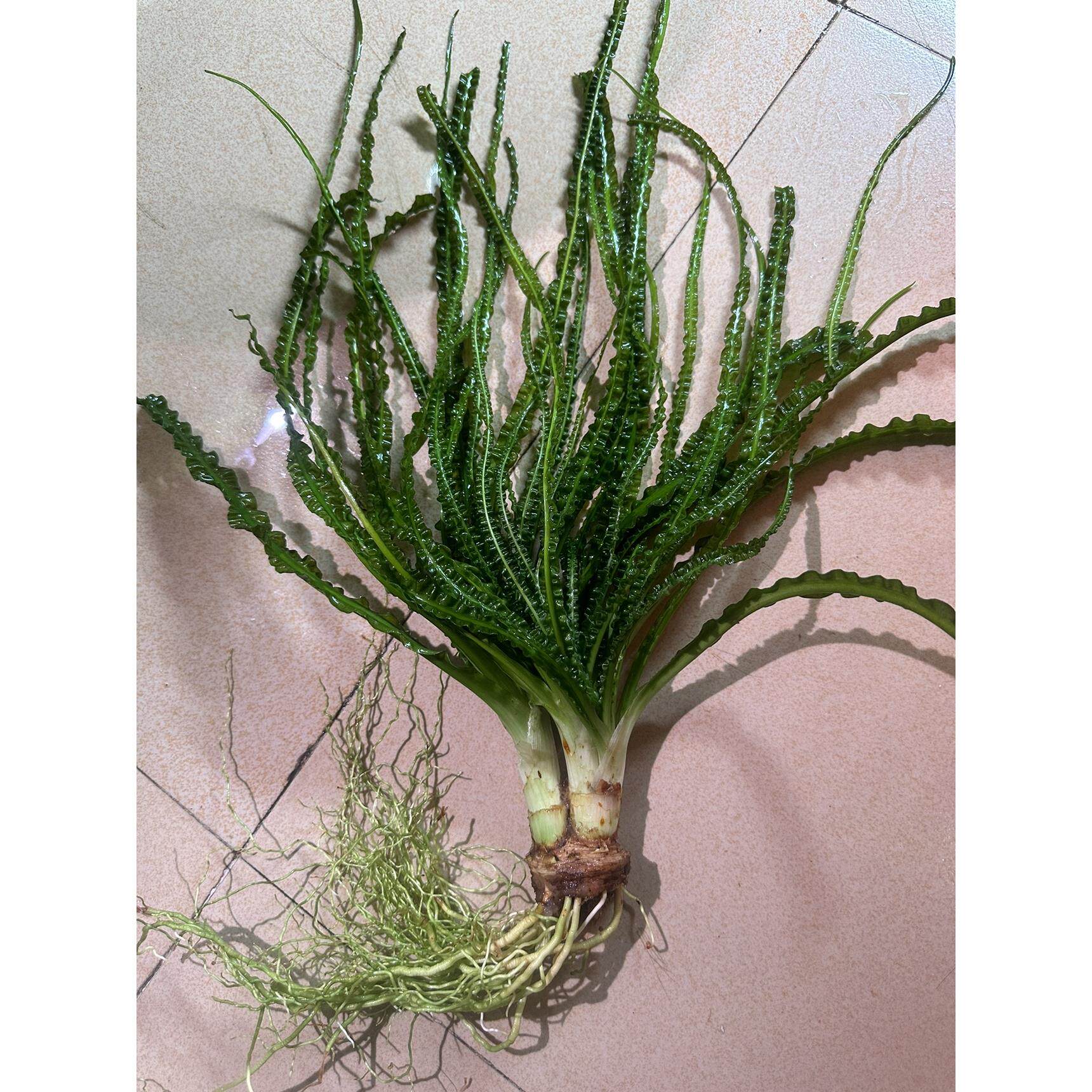 宽叶龙鞭细叶龙鞭水草气泡王玻璃浪水草网草大卷浪水草南美缸造景