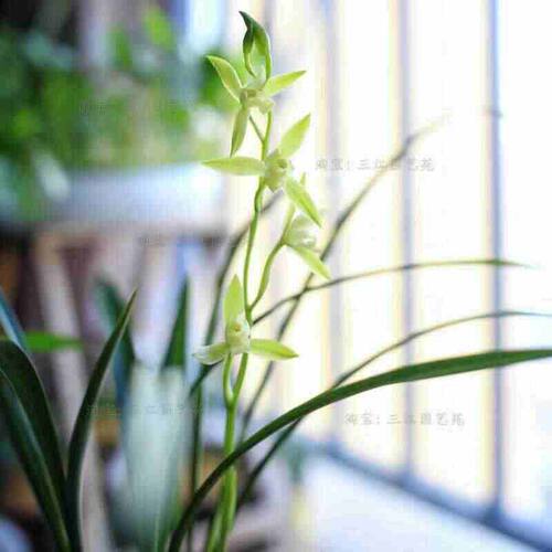 兰花苗素心建兰三明鱼枕素又名鱼枕大贡室内客厅阳台浓香花卉绿植