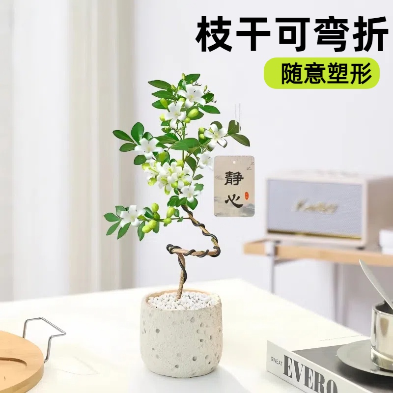 造型随意弯曲的九里香盆栽