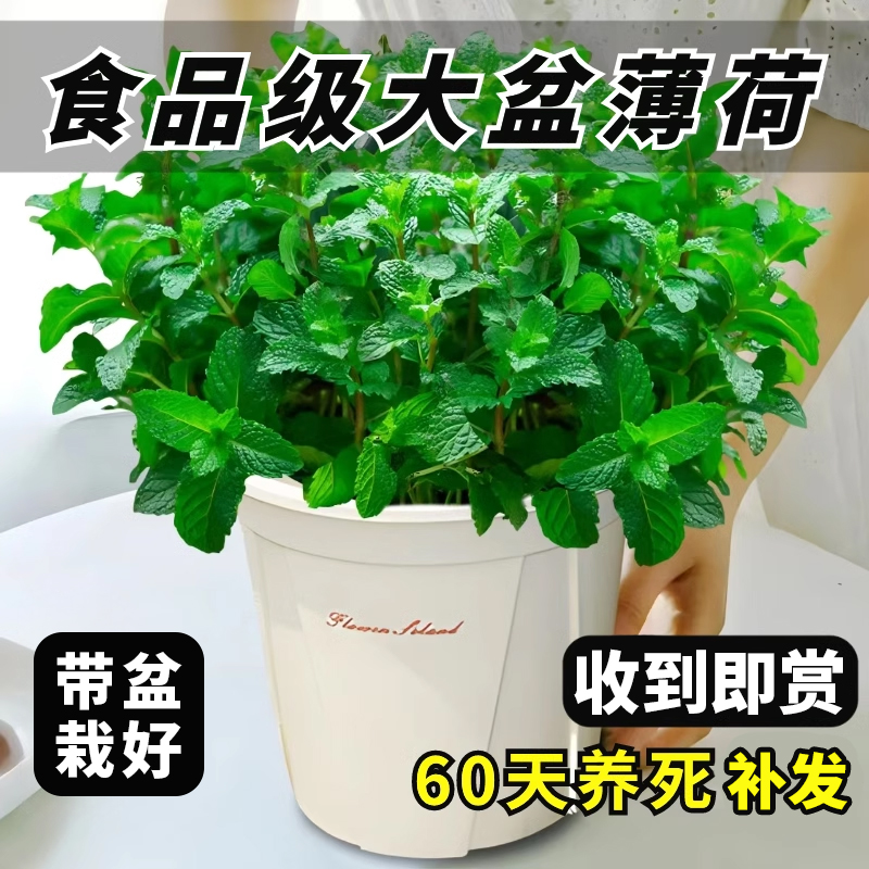 薄荷桌面植物浓香植物
