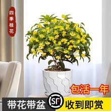 四季桂花盆栽带花苞树苗室内花卉绿植花开不断客厅阳台浓香可食用