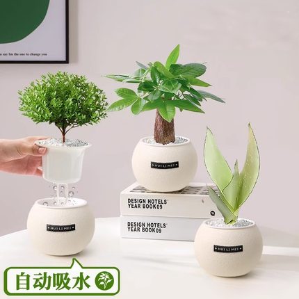绿植室内小盆栽桌面发财树易活四季懒人养的花办公室植物幼儿园