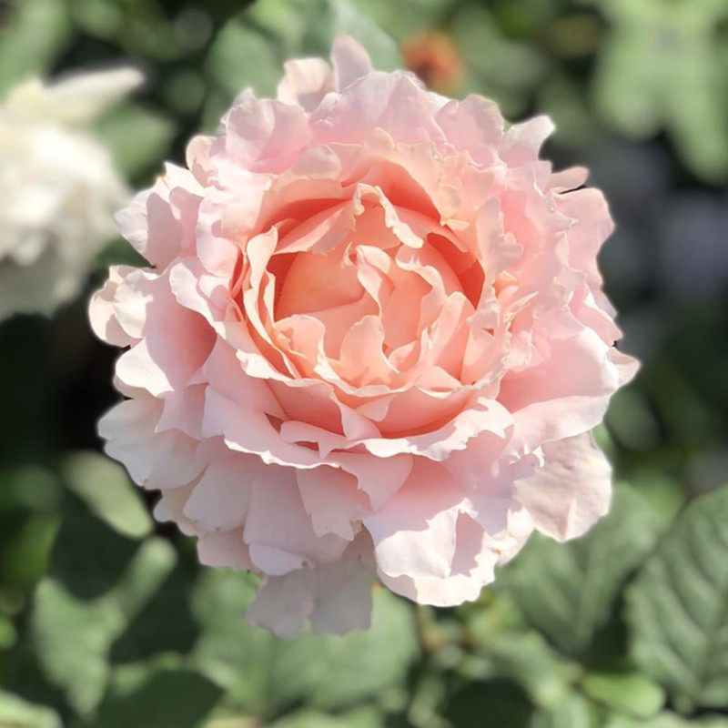 【稀有品种】索菲罗莎月季 新品种 四季开花月季玫瑰花苗大苗