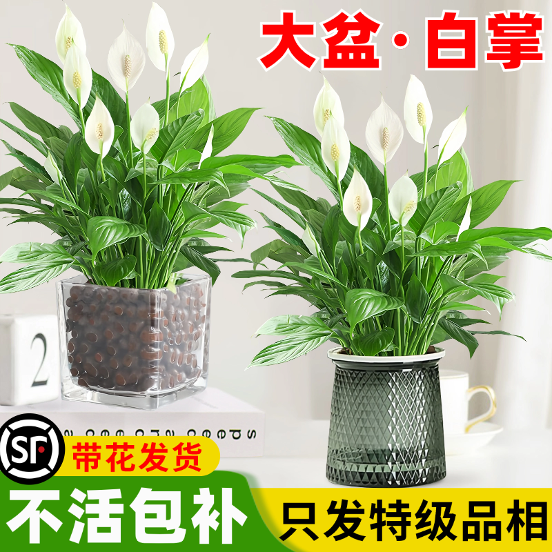 特级白掌室内开花植物四季好养