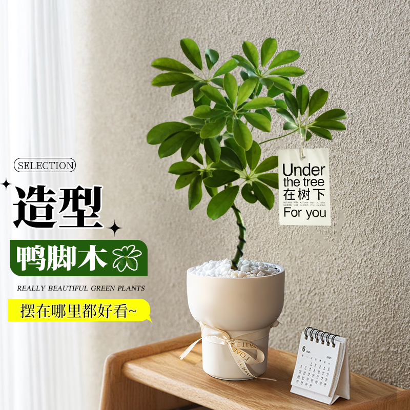 造型鸭脚木桌面盆栽高级感花卉