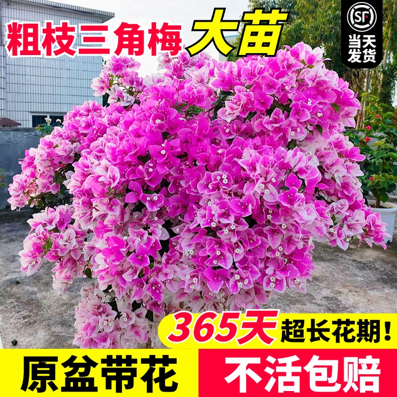 三角梅盆栽大苗老桩树苗多季开花