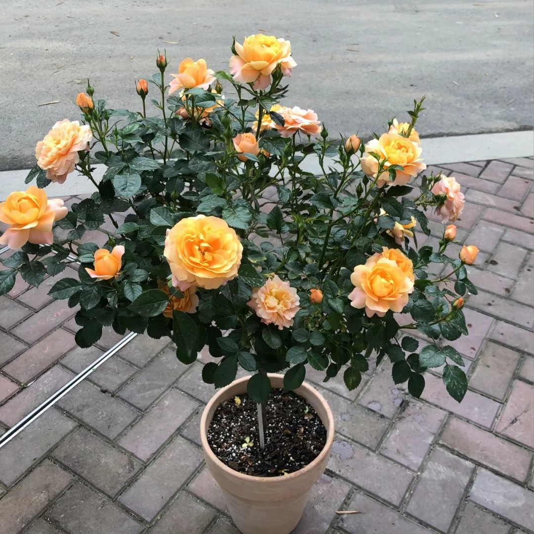 棒月季棒果汁糖阳台逐趣树形栽月季阳台室内盆花卉四季开花