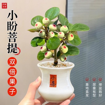 好看好养双倍果子款式新颖