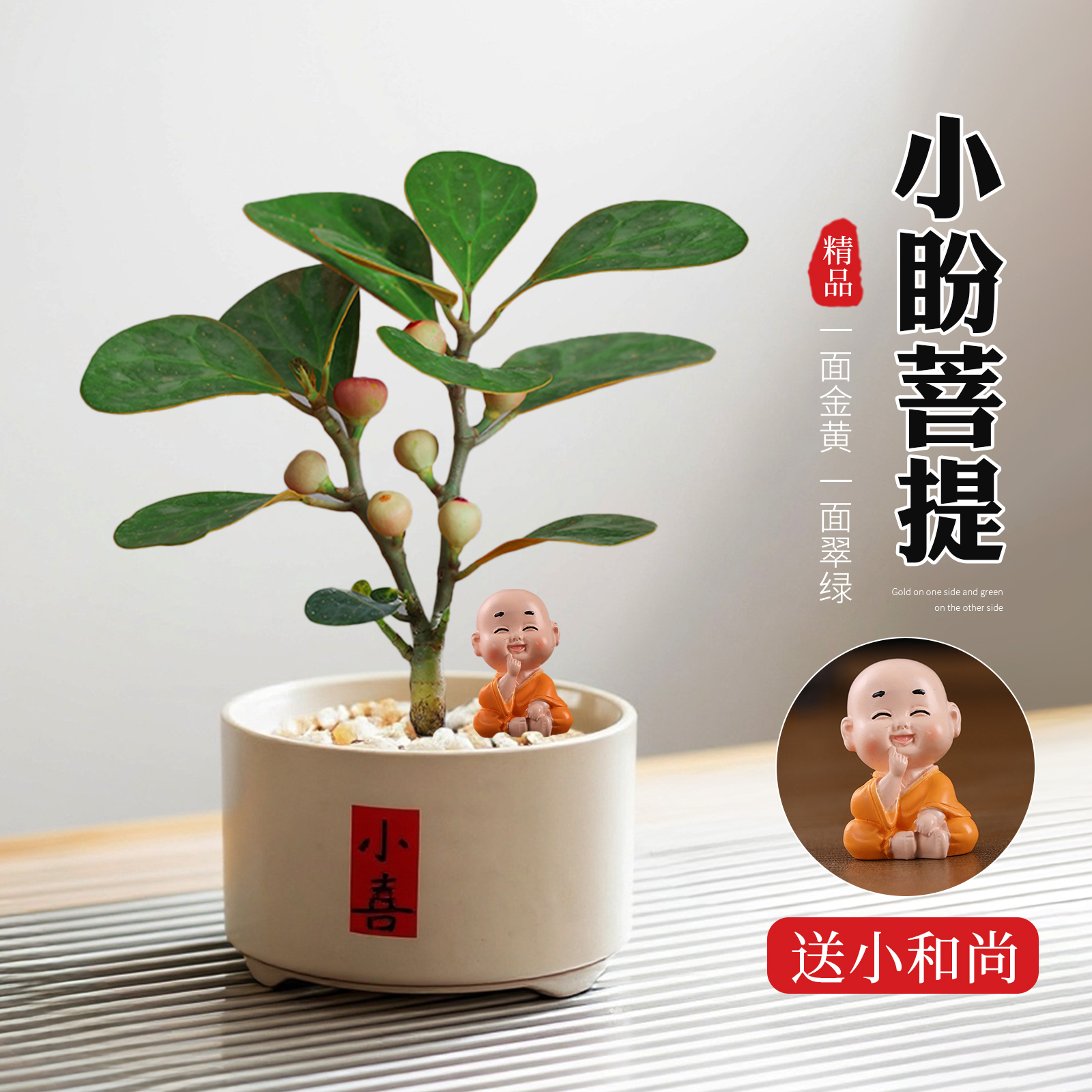 小盼菩提盆栽带果禅意菩提树老桩