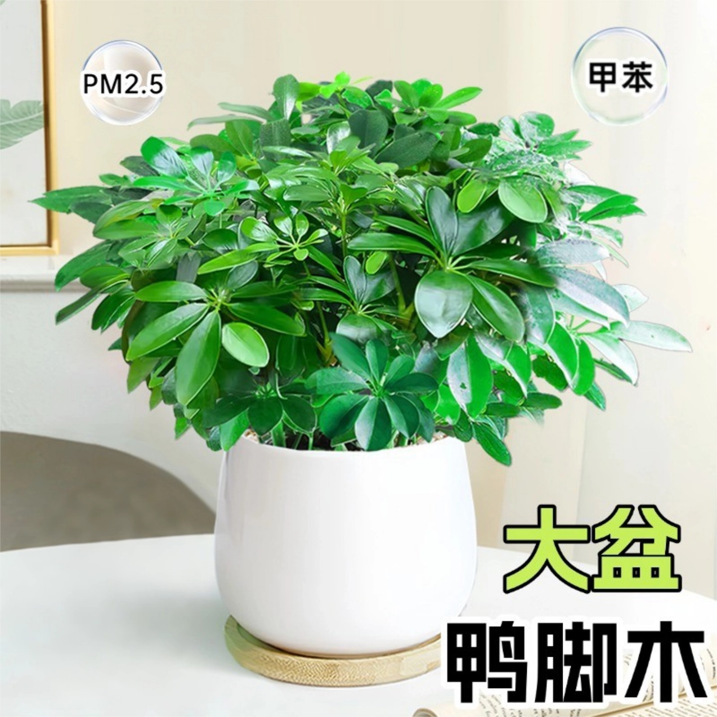 鸭脚木室内盆栽四季常青