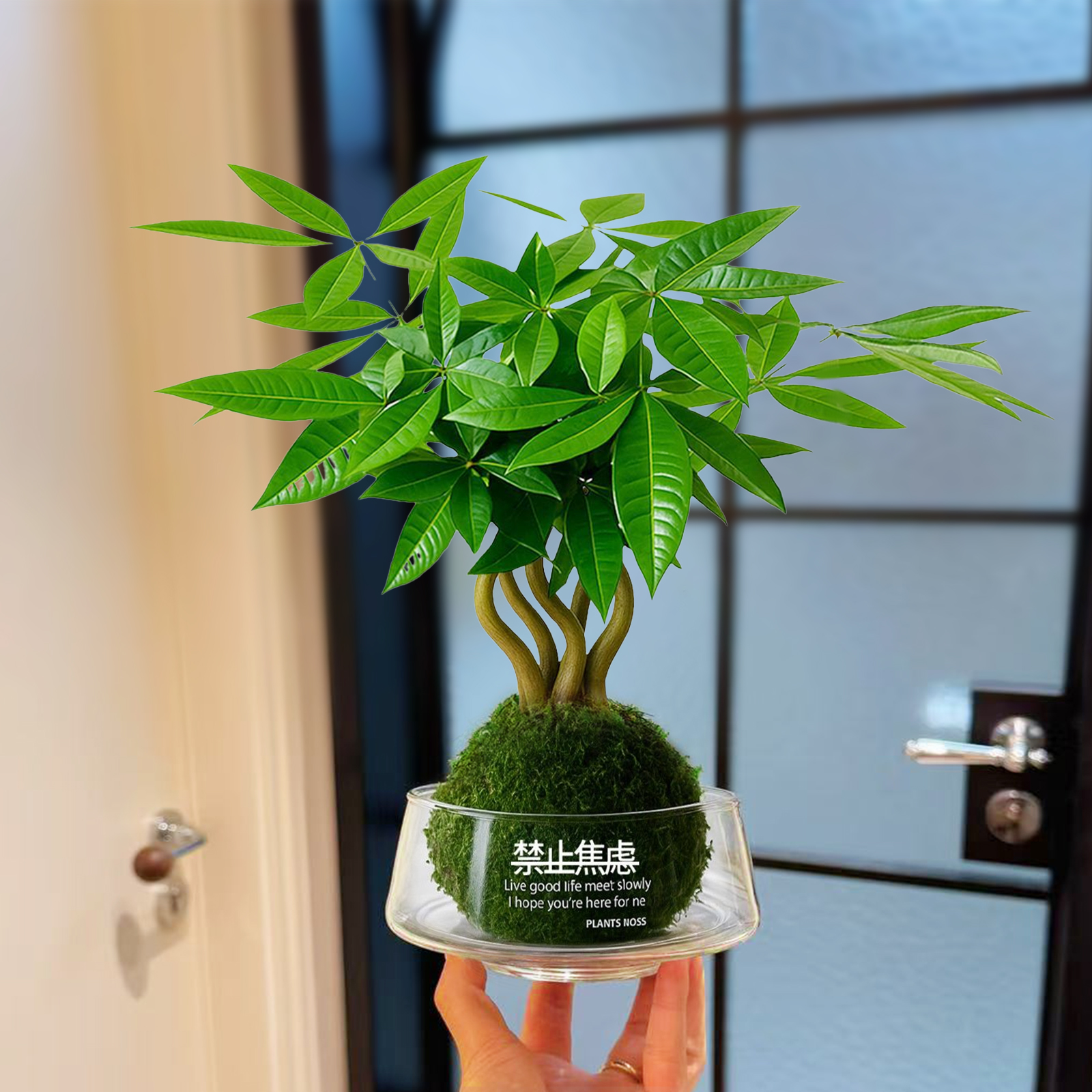 发财树苔藓球水培植物招财好养护