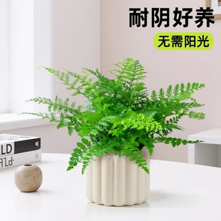吉姆蕨盆栽网红蕨类植物办公室内桌面绿植好养欧洲蕨宝石蕨铁线蕨