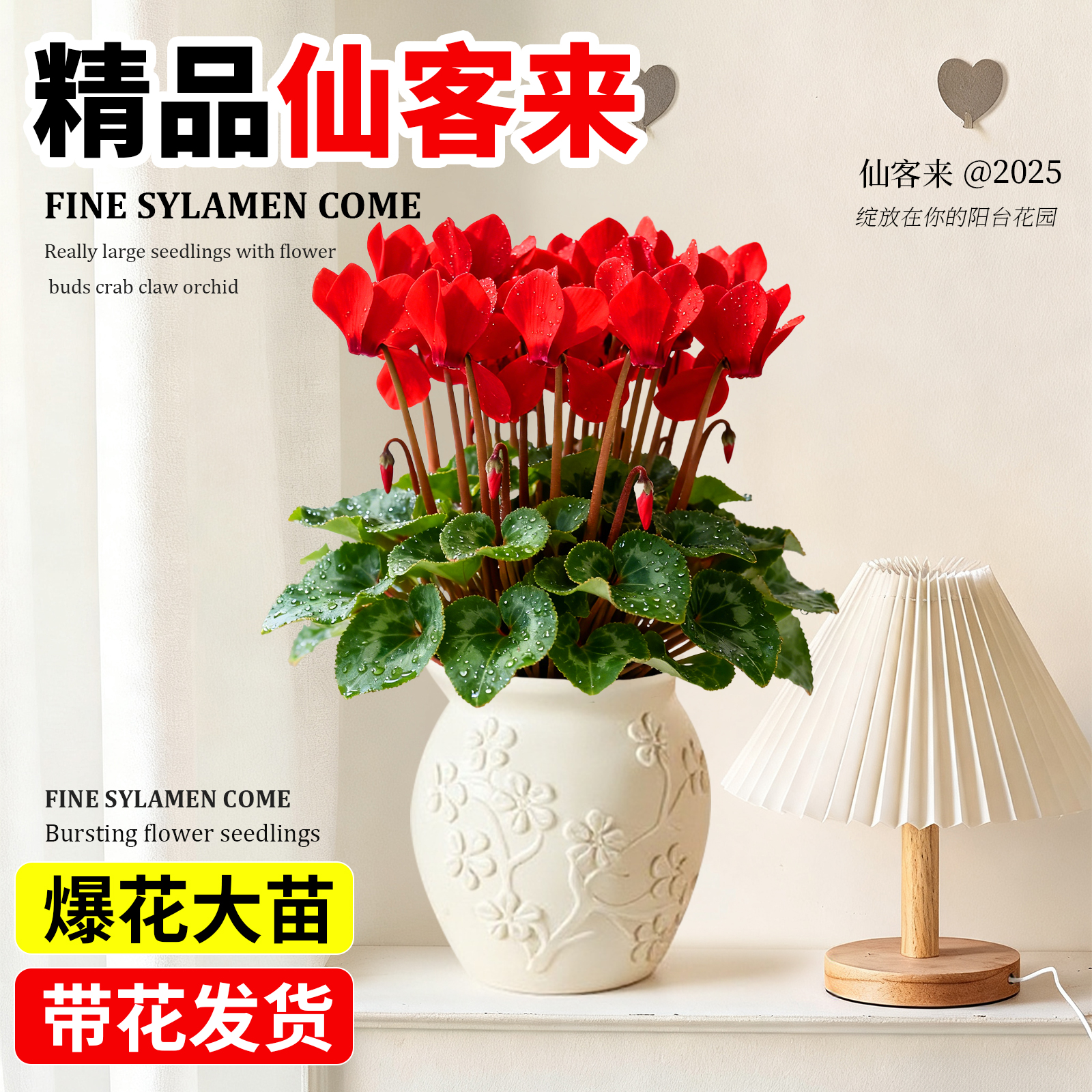 【带花大苗】仙客来盆栽兔儿花客厅阳台花卉年宵花耐寒耐冻植物