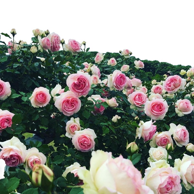 1米8大苗蔷薇花苗爬藤多季开花