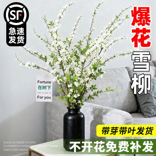 别买干支！买带芽带叶雪柳鲜枝！