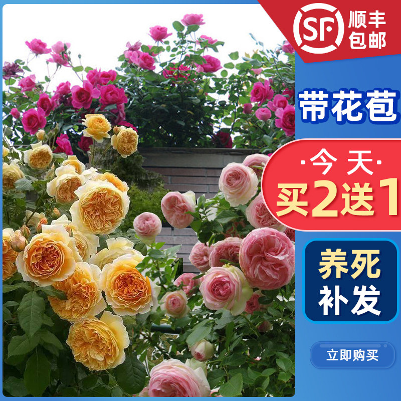 月季大苗带花苞素材模板 月季大苗带花苞图片下载 小麦优选