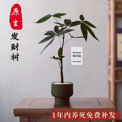 原生发财树桌面绿植办公室小盆栽