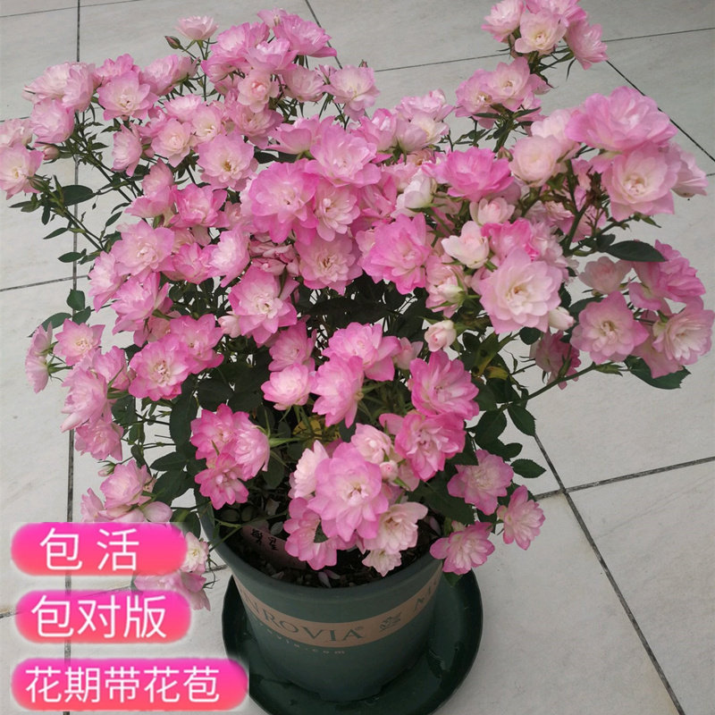 天荷繁星月季微月多头月季室内盆栽花卉带花苞四季开花新手好养