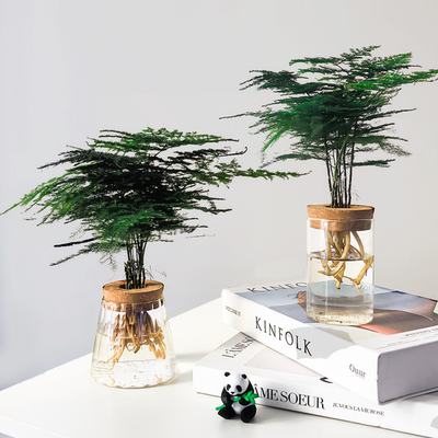 文竹水培植物绿植办公室内水养绿萝花卉客厅桌面盆栽四季水生好养