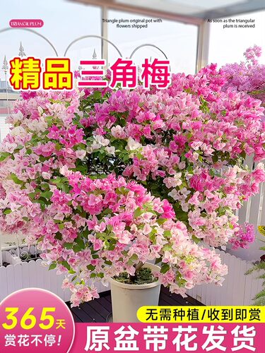 三角梅盆栽大苗老桩树苗带花发货四季好养开花红绿樱庭院爬藤植物