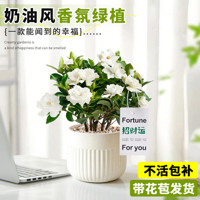 浓香好养栀子花盆栽桌面绿植花卉