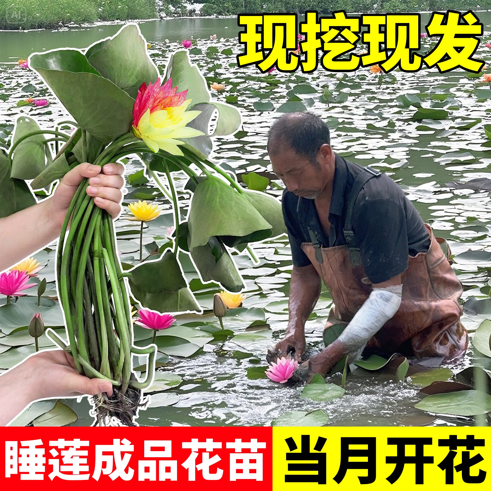 睡莲水培植物带花苞花苗池塘观赏藕根块开花夏季耐热花卉盆栽