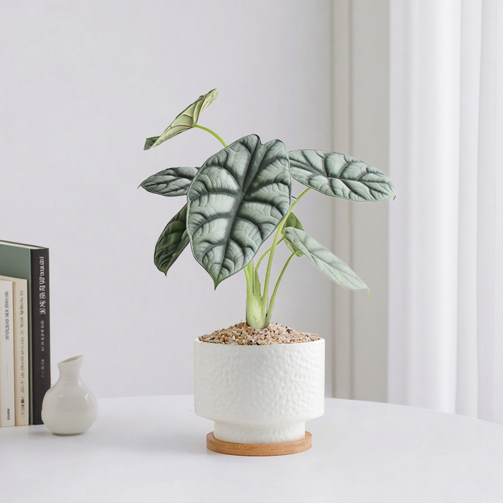 白犀牛海芋盆栽室内绿植