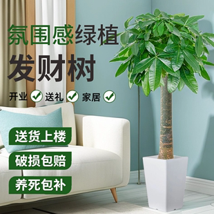 发财树盆栽室内好养大型招财树绿植物客厅办公室乔迁开业花卉盆景