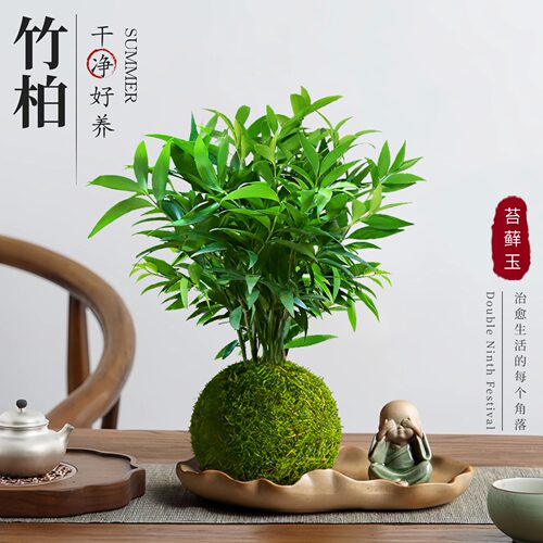 水培苔藓球竹柏中式禅意桌面盆栽夏季驱蚊绿植四季常青茶桌摆件