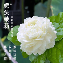 大花虎头重瓣茉莉花盆栽浓香带花苞圆叶老桩阳台庭院耐热花卉植物