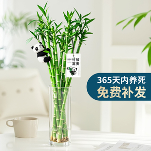 富贵竹水培植物客厅招财转运竹子粗杆带根室内水养绿植四季 好养活