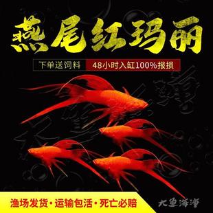红玛丽红剑鱼双尾高帆燕尾高鳍热带鱼胎生鱼玛丽观赏鱼小型鱼米奇