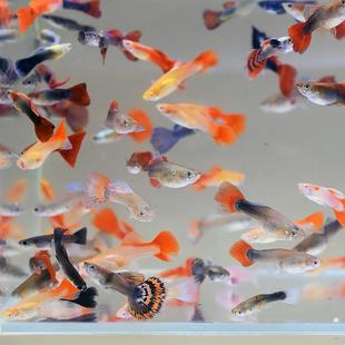 孔雀鱼天空蓝杂袍鱼小鱼苗下崽胎生凤尾鱼活体小型淡水热带观赏鱼