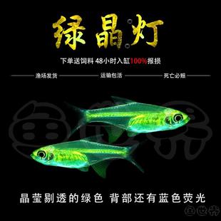 热带观赏鱼草缸绿晶灯绿色鱼宝莲灯红绿灯小型宠物鱼淡水群游活体