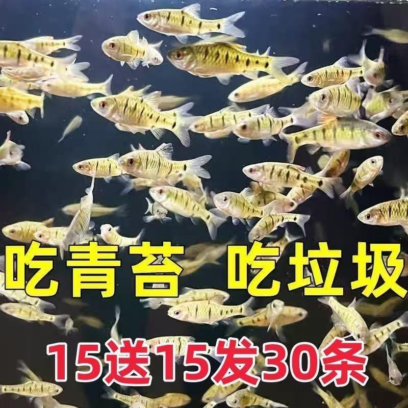 15送15发30冷水观赏耐低温鱼中国斗鱼伴侣条纹小鲃清藻鱼活鱼苗