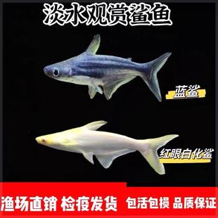 蓝鲨观赏鱼活体热带鱼群游鱼白化鲨虎鲨大型鱼淡水鲨包邮龙鱼配鱼