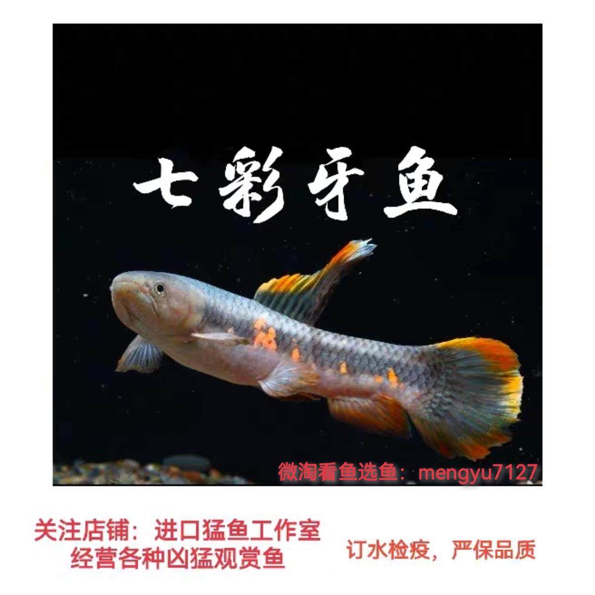 七彩牙鱼活体橙腹牙鱼南美奥黑牙鱼枯木牙鱼黑线加拉辛肉食性猛鱼