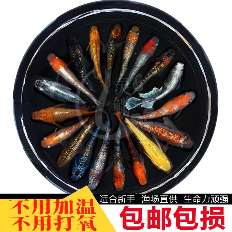 观背青鳉冷水观赏鱼小锦鲤淡水魔法鱼稻田鱼微景观鱼不加温不打氧
