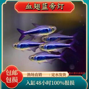 稀有血翅蓝帝灯热带黑帝王黑灯鱼蓝国王灯彩虹淡水鱼灯科活体观赏