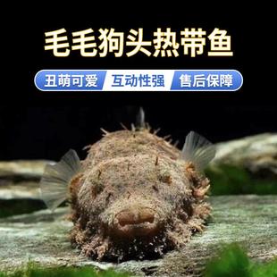 毛毛狗头斑马金钱河豚潜水艇精品好养淡水活体凶猛热带观赏鱼特价