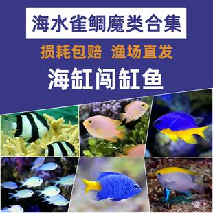 青魔黄肚蓝魔三点白丝绒燕子魔仔雀鲷闯缸鱼海水鱼活体观赏鱼