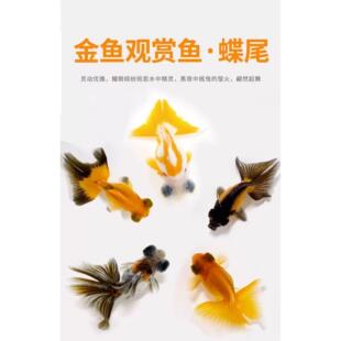 冷水观赏金鱼淡水好养耐活蝶尾龙睛珍珠兰寿水泡望天鎏金鹤顶红狮
