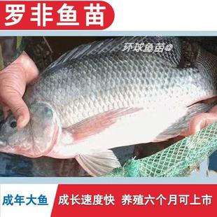 单性雄性脆肉罗非鱼苗新吉富大鱼苗福寿鱼淡水养殖活体非洲鲫鱼苗