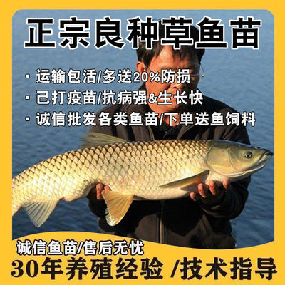 浙江小草鱼苗草皖鱼苗大规格半斤食蚊鱼大苗饲料四大家鱼淡水养殖