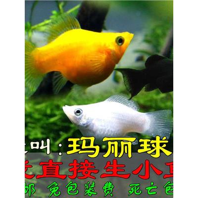 新手鱼胎生鱼玛丽鱼孔雀鱼米奇鱼月光鱼除油膜鱼观赏鱼活体鱼包邮