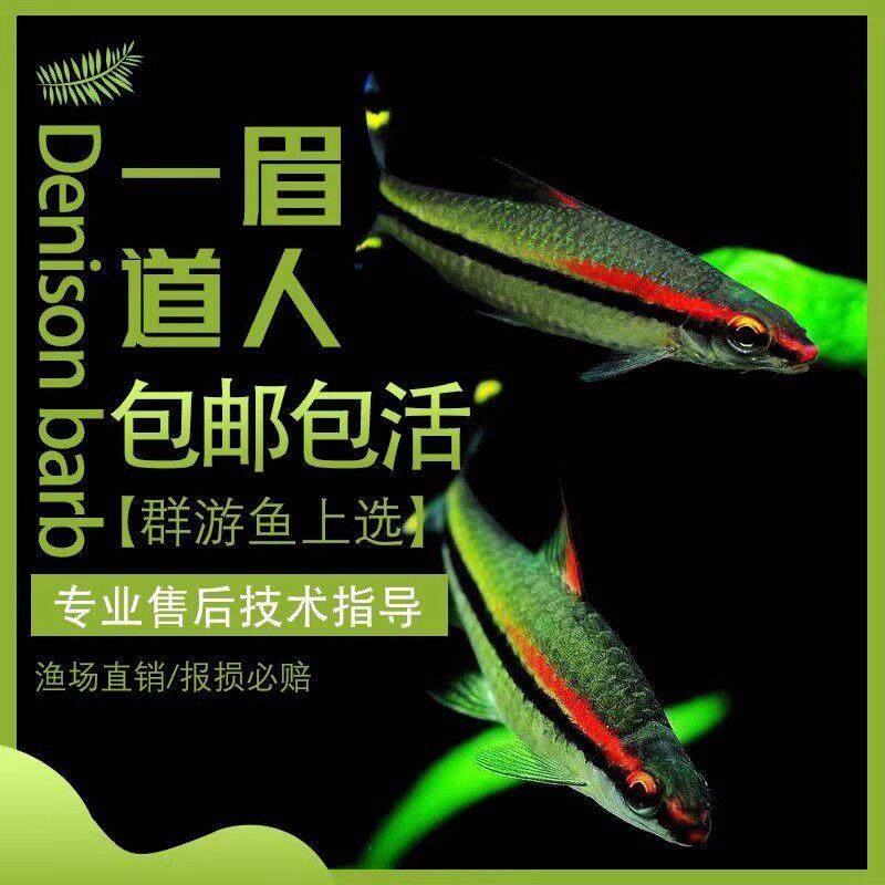 一眉道人鱼草缸群游鱼灯科鱼小型热带鱼活体淡水好养包邮,宠物/宠物食品及用品,观赏鱼饲料,淘宝优惠券,粉丝福利购,淘宝优惠卷