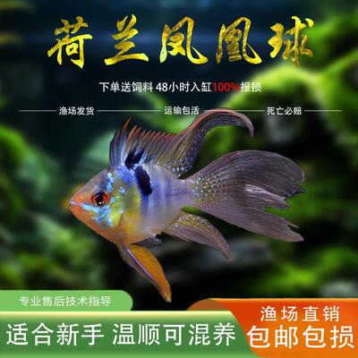 荷兰凤凰球金波子阿凡达德系凤凰宝蓝球热带观赏鱼活体小型淡水鱼