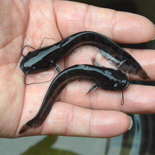 南方大口鲶鱼苗淡水养殖食用活体河鲶土鲶鱼二须鲶肉食塘鲺鲶鱼苗