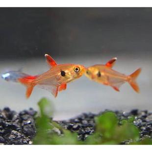 红衣梦幻旗玫瑰扯旗灯鱼热带观赏活体鱼小型草缸群游鱼黑尾大勾鱼